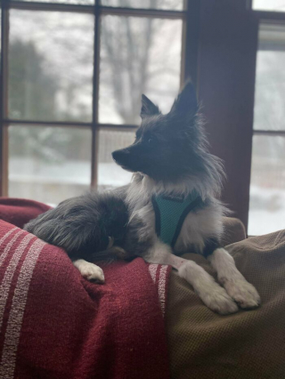 Illustration de l'article : 20 photos réconfortantes de chiens qui retrouvent leur joie de vivre grâce à l'adoption