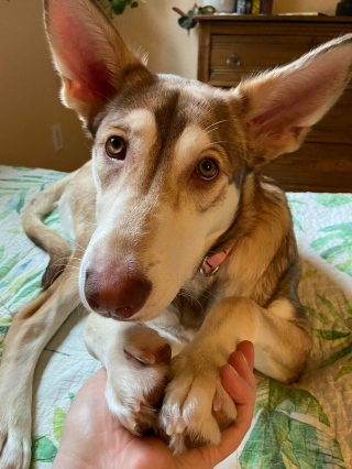 Illustration de l'article : 20 photos réconfortantes de chiens qui retrouvent leur joie de vivre grâce à l'adoption