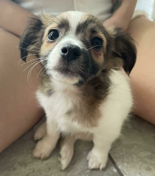 Illustration de l'article : 20 photos réconfortantes de chiens qui retrouvent leur joie de vivre grâce à l'adoption