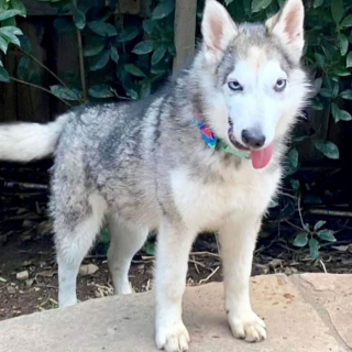 Illustration de l'article : 20 photos réconfortantes de chiens qui retrouvent leur joie de vivre grâce à l'adoption