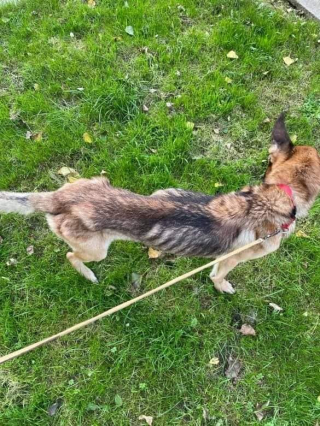 Illustration de l'article : Ce chien squelettique et ayant vécu dans un cagibi s’est métamorphosé et cherche une famille