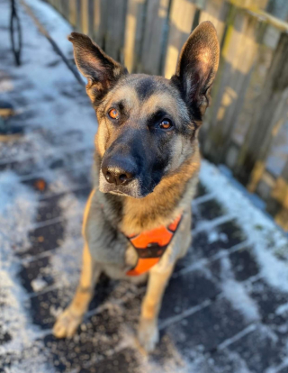 Illustration de l'article : Ce chien squelettique et ayant vécu dans un cagibi s’est métamorphosé et cherche une famille
