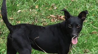 Illustration de l'article : 26 chiens vivants dans des conditions déplorables découverts par une association