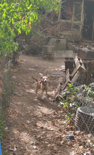 Illustration de l'article : 26 chiens vivants dans des conditions déplorables découverts par une association