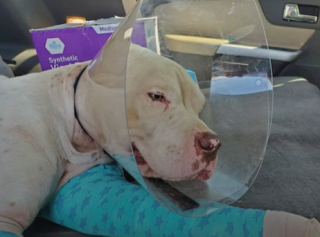 Illustration de l'article : Des soigneurs font tout pour rétablir un chien avec les 2 pattes cassées après sa chute d'un viaduc de 7 mètres