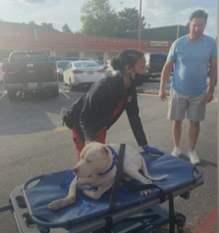 Illustration de l'article : Des soigneurs font tout pour rétablir un chien avec les 2 pattes cassées après sa chute d'un viaduc de 7 mètres
