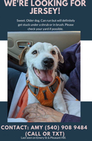 Illustration de l'article : Le retour miraculeux d'un chien disparu grâce à la générosité d'un adolescent et d'une communauté unie