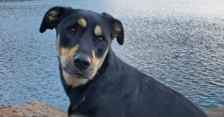 Illustration de l'article : Des sauveteurs bénévoles viennent en aide à 2 campeurs, dont le chien a disparu dans la montagne, bravant le froid et la neige