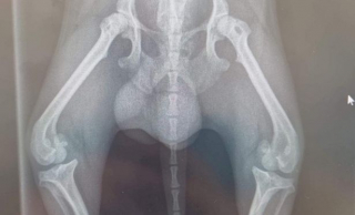 Illustration de l'article : Un Chihuahua est retrouvé dans un état pitoyable : il n’arrive même plus à marcher