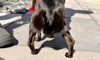 Illustration de l'article : Un Chihuahua est retrouvé dans un état pitoyable : il n’arrive même plus à marcher