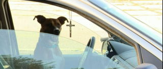 Illustration de l'article : Les retrouvailles émouvantes entre un chien et sa maîtresse après 4 ans d'absence