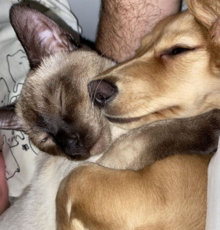 Illustration de l'article : 10 chiens aux anges après avoir rencontré leurs nouveaux amis pour la vie