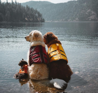 Illustration de l'article : 10 chiens aux anges après avoir rencontré leurs nouveaux amis pour la vie