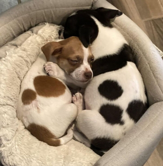 Illustration de l'article : 10 chiens aux anges après avoir rencontré leurs nouveaux amis pour la vie