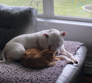 Illustration de l'article : 10 chiens aux anges après avoir rencontré leurs nouveaux amis pour la vie