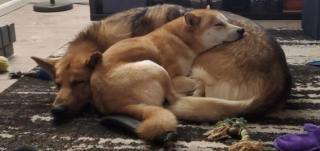 Illustration de l'article : 10 chiens aux anges après avoir rencontré leurs nouveaux amis pour la vie