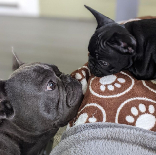 Illustration de l'article : 10 chiens aux anges après avoir rencontré leurs nouveaux amis pour la vie