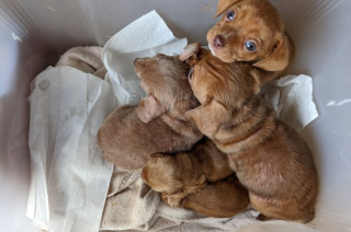Illustration de l'article : Un homme découvre une boîte sur son perron et y trouve 5 chiots abandonnés