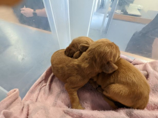 Illustration de l'article : Un homme découvre une boîte sur son perron et y trouve 5 chiots abandonnés