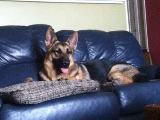 Illustration de l'article : Un facteur accomplit la dernière volonté d’un chien qu’il aimait beaucoup 