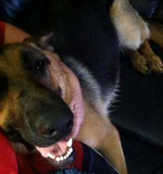 Illustration de l'article : Un facteur accomplit la dernière volonté d’un chien qu’il aimait beaucoup 