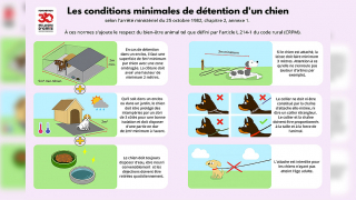 Illustration de l'article : Sans l’intervention de la Fondation 30 Millions d’Amis, ce chien risquait l’euthanasie !