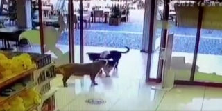 Illustration de l'article : Des chiens malins s'organisent pour s'introduire et cambrioler un magasin de jouets