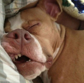 Illustration de l'article : 20 photos hilarantes de chiens qui vont sans cesse plus loin dans l'étrangeté