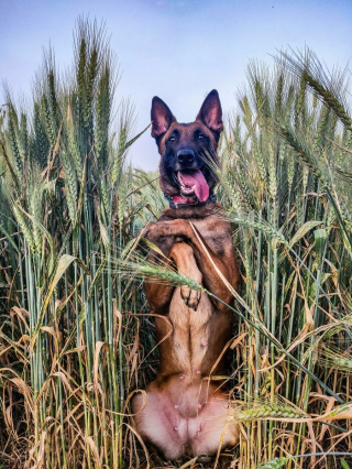 Illustration de l'article : 20 photos hilarantes de chiens qui vont sans cesse plus loin dans l'étrangeté