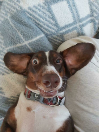 Illustration de l'article : 20 photos hilarantes de chiens qui vont sans cesse plus loin dans l'étrangeté