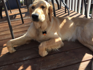 Illustration de l'article : 20 photos hilarantes de chiens qui vont sans cesse plus loin dans l'étrangeté