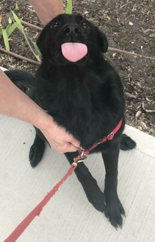 Illustration de l'article : 20 photos hilarantes de chiens qui vont sans cesse plus loin dans l'étrangeté