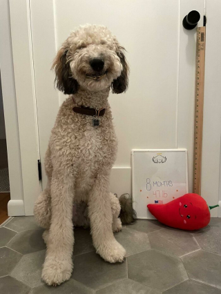 Illustration de l'article : 20 photos hilarantes de chiens qui vont sans cesse plus loin dans l'étrangeté