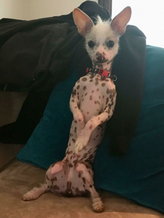 Illustration de l'article : 20 photos hilarantes de chiens qui vont sans cesse plus loin dans l'étrangeté