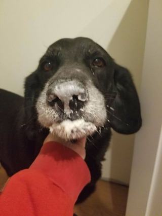 Illustration de l'article : 20 photos hilarantes de chiens qui vont sans cesse plus loin dans l'étrangeté