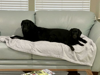 Illustration de l'article : 20 photos hilarantes de chiens qui vont sans cesse plus loin dans l'étrangeté