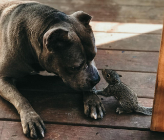 Illustration de l'article : Un Pit-bull devient la mère de substitution d’un écureuil orphelin 