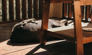 Illustration de l'article : Un Pit-bull devient la mère de substitution d’un écureuil orphelin 