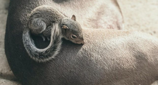 Illustration de l'article : Un Pit-bull devient la mère de substitution d’un écureuil orphelin 