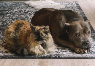 Illustration de l'article : Un Pit-bull devient la mère de substitution d’un écureuil orphelin 