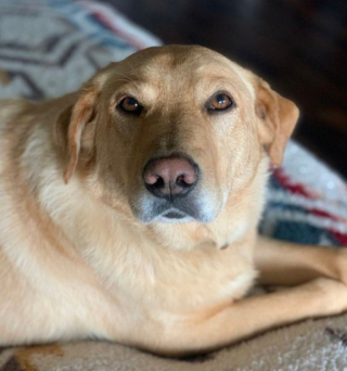 Illustration de l'article : De l'enfer à la célébrité : l'histoire de Levi, un chien sauvé de maltraitance et devenu un star de Twitter