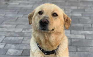 Illustration de l'article : De l'enfer à la célébrité : l'histoire de Levi, un chien sauvé de maltraitance et devenu un star de Twitter