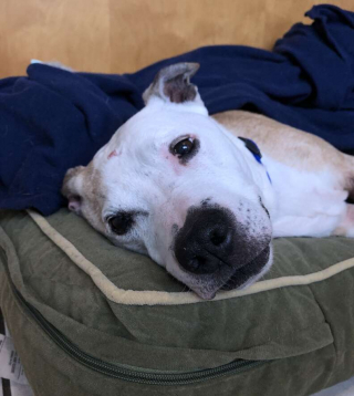 Illustration de l'article : Le chien le plus âgé du refuge est enfin adopté et il ne peut s’empêcher de sourire sur le chemin qui le mène à sa nouvelle maison (vidéo)