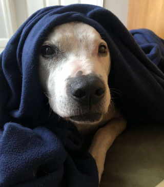 Illustration de l'article : Le chien le plus âgé du refuge est enfin adopté et il ne peut s’empêcher de sourire sur le chemin qui le mène à sa nouvelle maison (vidéo)