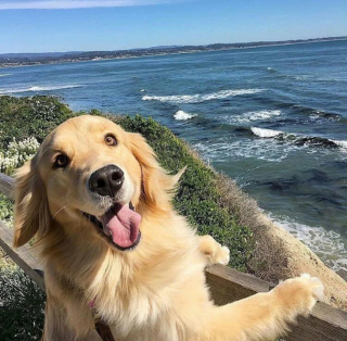 Illustration de l'article : 14 photos de chiens dont la joie de vivre est fortement contagieuse