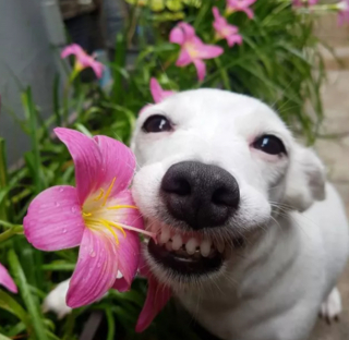 Illustration de l'article : 14 photos de chiens dont la joie de vivre est fortement contagieuse