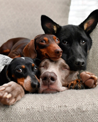 Illustration de l'article : 14 photos de chiens dont la joie de vivre est fortement contagieuse