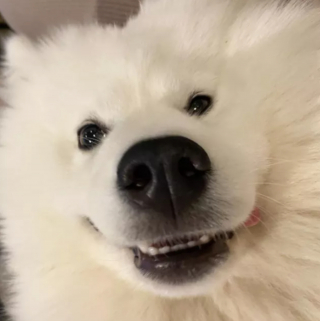 Illustration de l'article : 14 photos de chiens dont la joie de vivre est fortement contagieuse