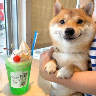 Illustration de l'article : 14 photos de chiens dont la joie de vivre est fortement contagieuse