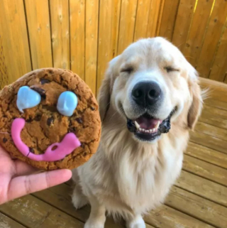 Illustration de l'article : 14 photos de chiens dont la joie de vivre est fortement contagieuse